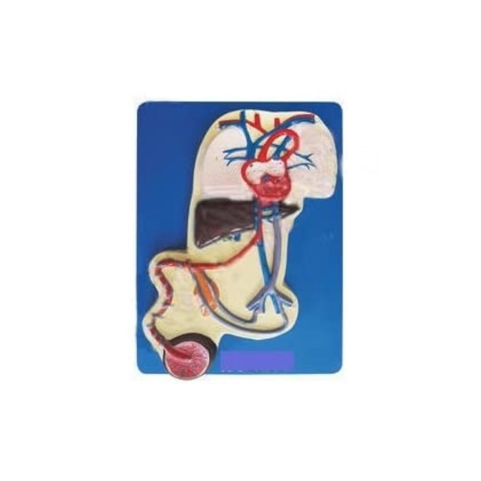 Fetal Circulation Health Device